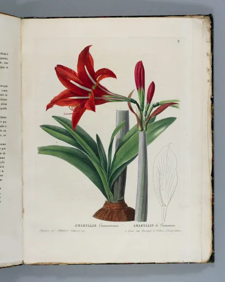 Augustin-Pyrame de Candolle, Plantes rares du jardin de Genève